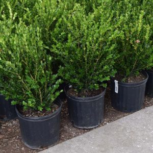 Boxwood Wintergreen #3