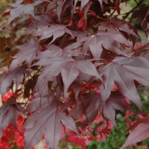 Maple Japanese Bloodgood