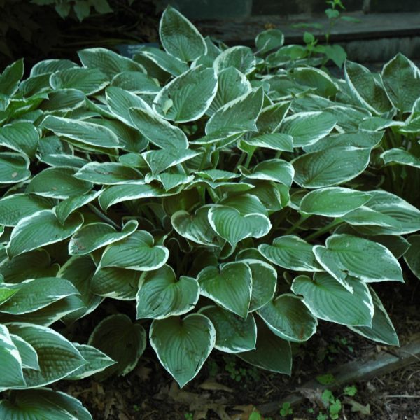 Hosta Francee #1
