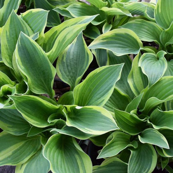 Hosta Wide Brim #1