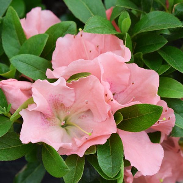 Azalea Watchett #3