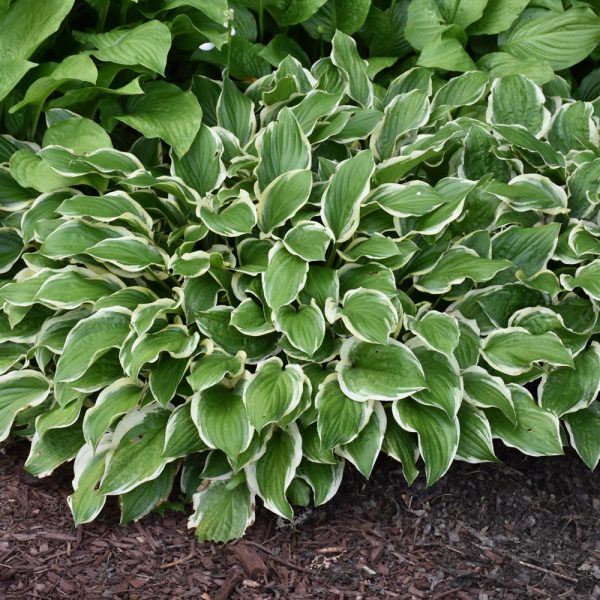 Hosta So Sweet #1