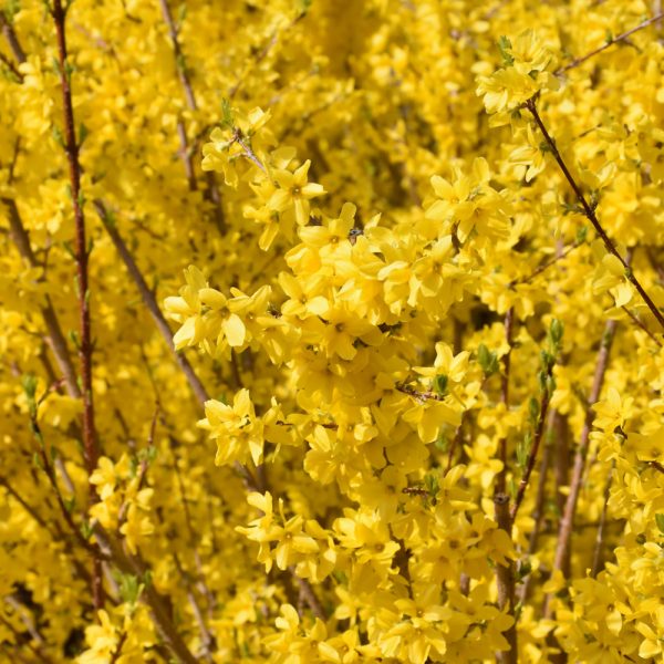 Forsythia Magical Gold #5