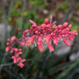 Yucca Red #1
