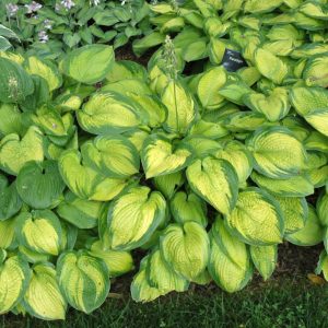 Hosta Paradigm #1