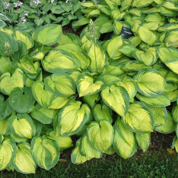 Hosta Paradigm #1
