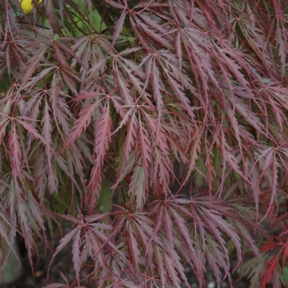 Japanese Maple Tamukeyama