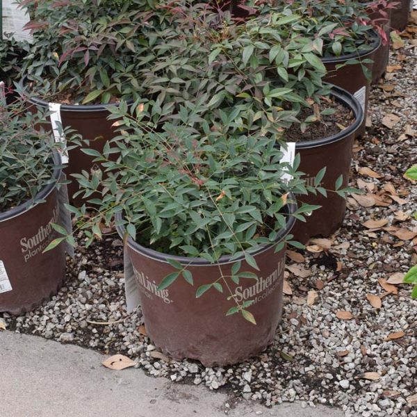 Nandina Flirt #3