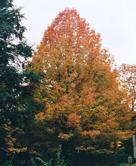 Oak Shumard