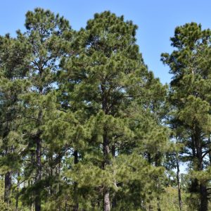 Pine Loblolly