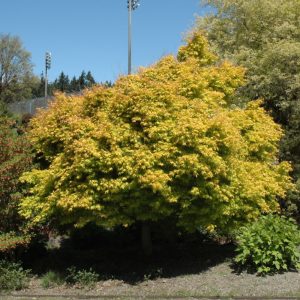 Japanese Maple Katsura #6