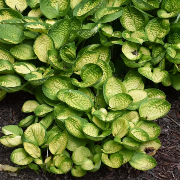 Hosta Rainforest Sunrise #1