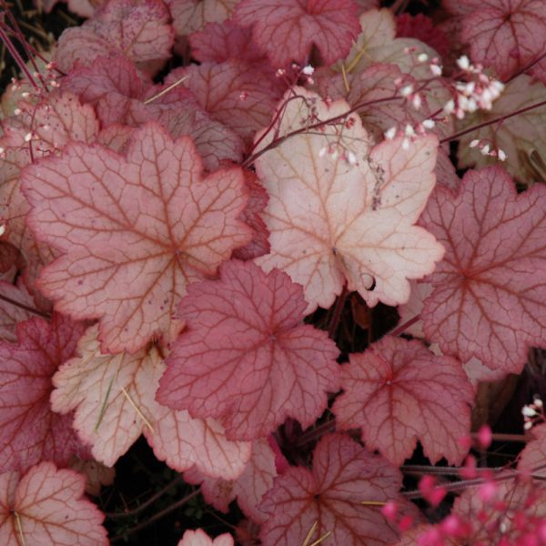 Coral Bells Georgia Peach #1