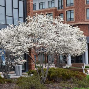Serviceberry Autumn Brilliance #7 Tree Form