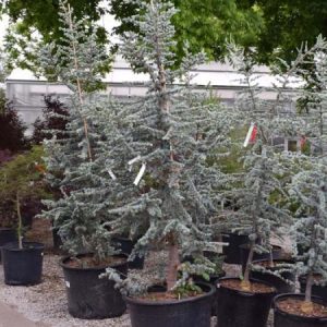 Cedar Blue Atlas