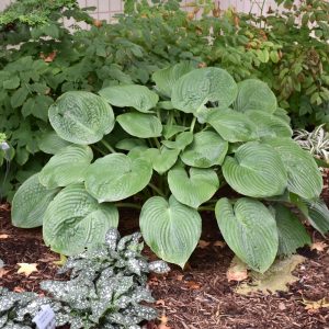 Hosta Humpback Whale #1