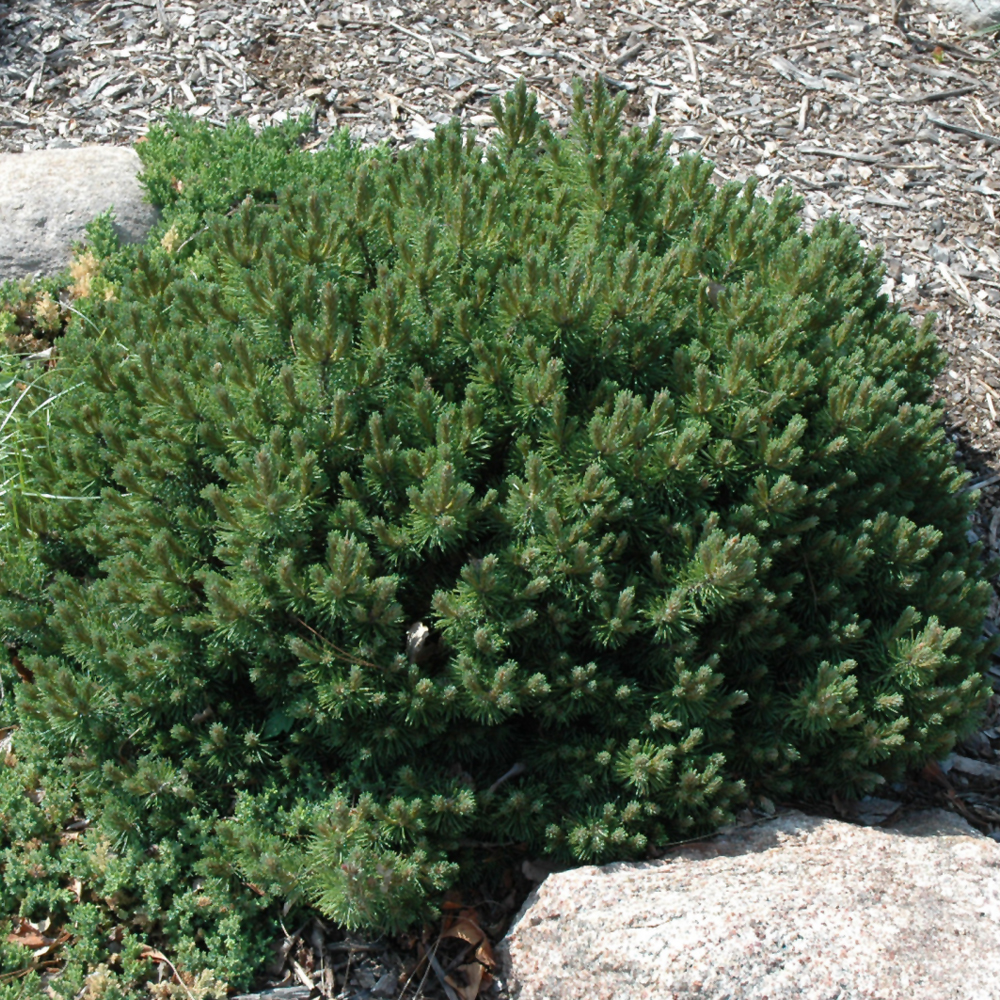 Pine Mugo Valley Cushion #6