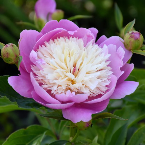 Peony Bowl Of Beauty #2