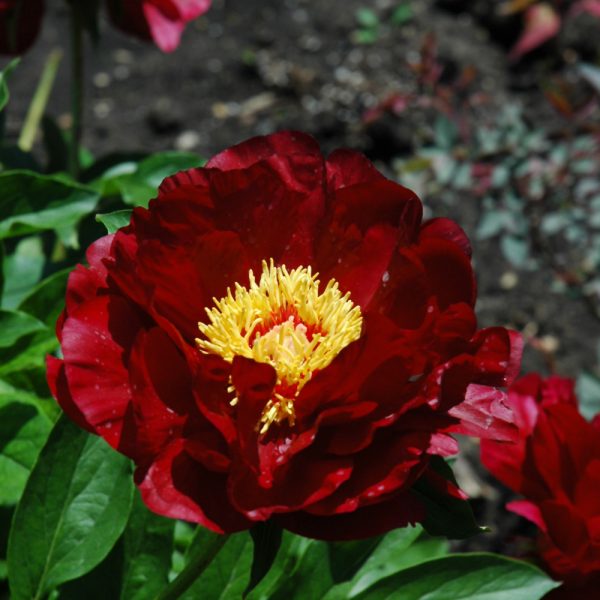 Peony Buckeye Belle #2