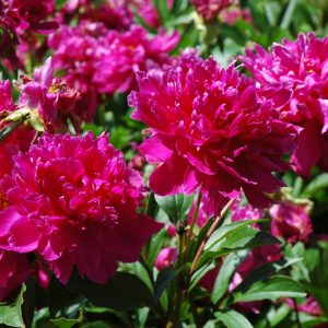 Peony Karl Rosenfield #2