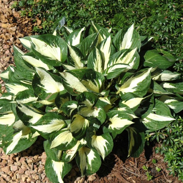 Hosta Loyalist #1