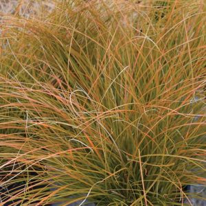 Sedge Prairie Fire #1