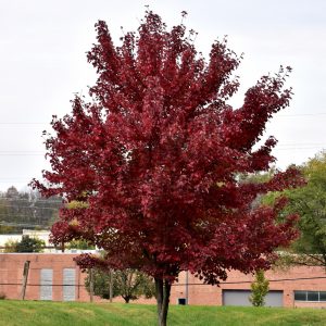 Maple Red Brandywine