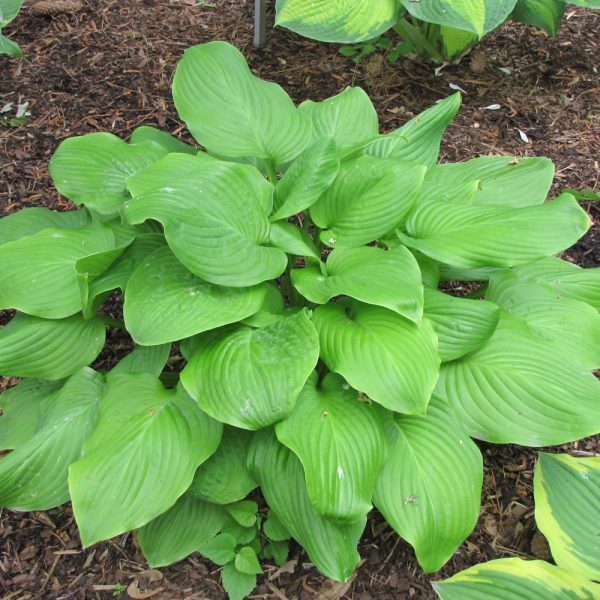 Hosta Fried Bananas #1