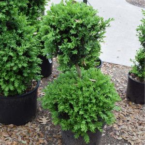 Boxwood Green Mountain #6 2 Ball