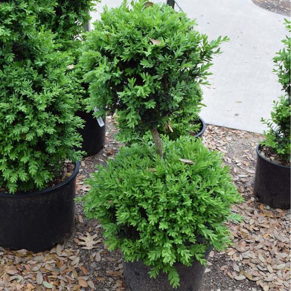 Boxwood Green Mountain #6 2 Ball
