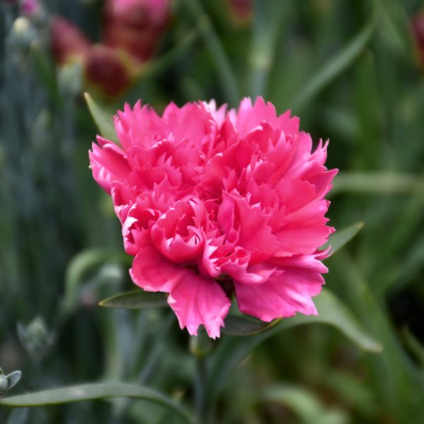 Dianthus Sunflora Vivre 4.5"