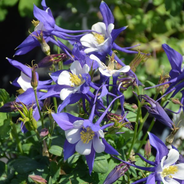 Columbine Kirigami Blue & White 4.5"