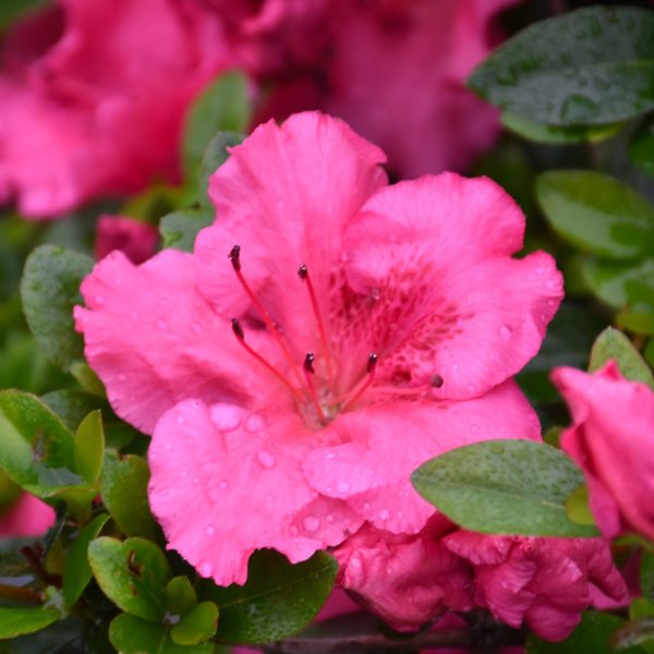 Azalea Conversation Piece #3