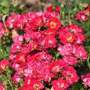 Rose Drift Pink #2