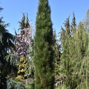 Pine Austrian Green Tower #1