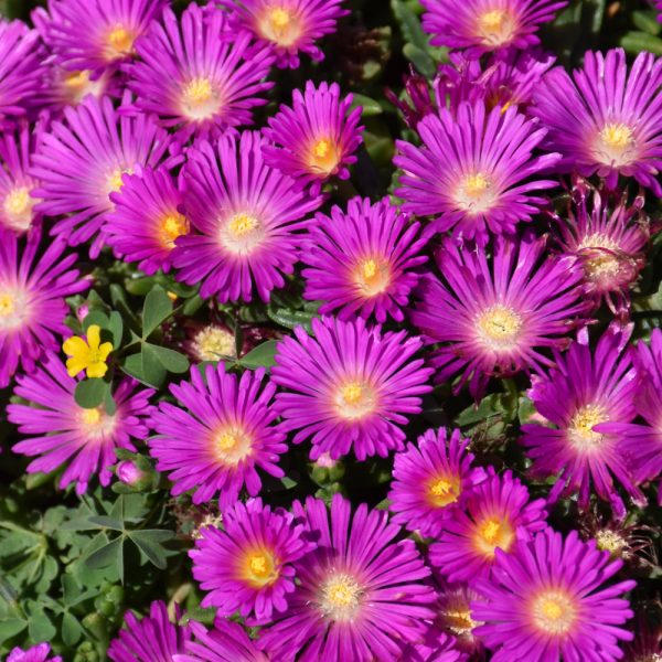 Delosperma Ocean Sunset Violet 4.5"