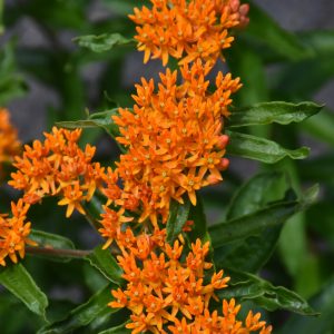 Asclepias Butterfly Weed 8"