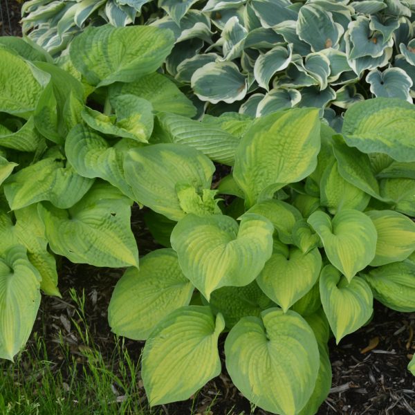 Hosta Brother Stefan #1