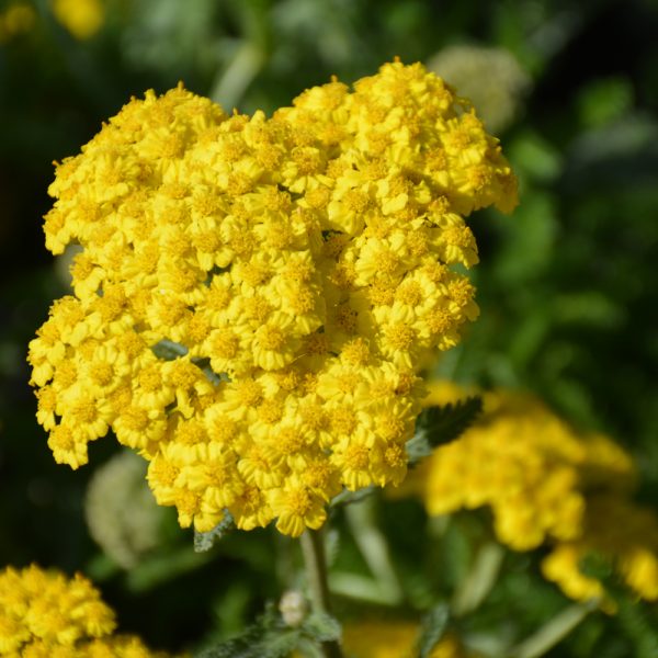 Yarrow Little Moonshine qt