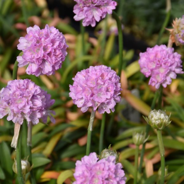 Armeria Sweet Dreams 4.5"