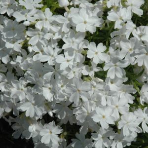 Phlox Creeping White Delight Qt
