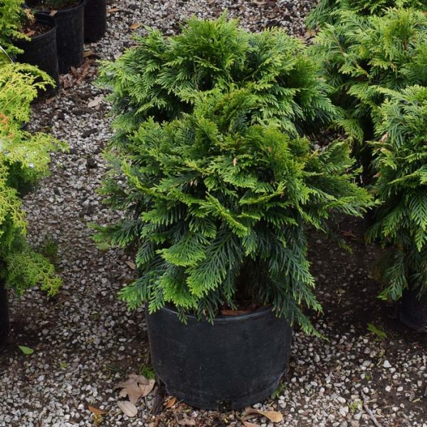 Arborvitae Gruene Kugel #3