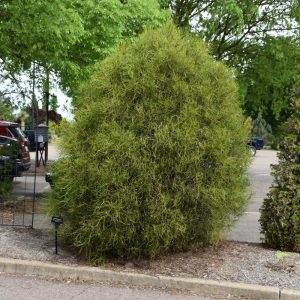 Arborvitae Franky Boy #3