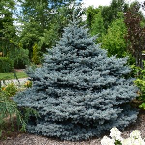 Spruce Blue Monty #6