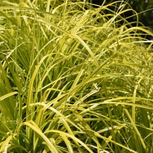 Sedge Evercolor Everillo #1