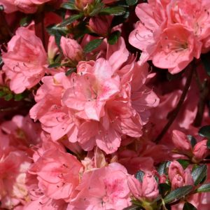 Azalea Blaauw's Pink #3