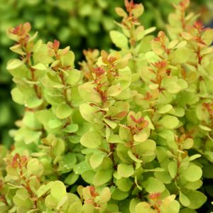 Barberry Golden Rocket #1