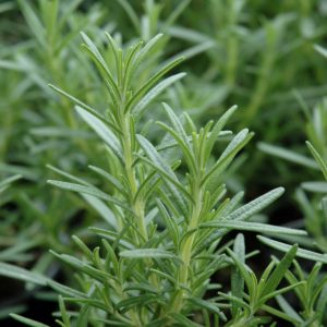 Rosemary Arp 8"