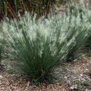 Grass Muhly White Cloud #3