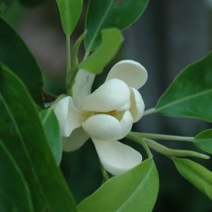 Magnolia Sweetbay